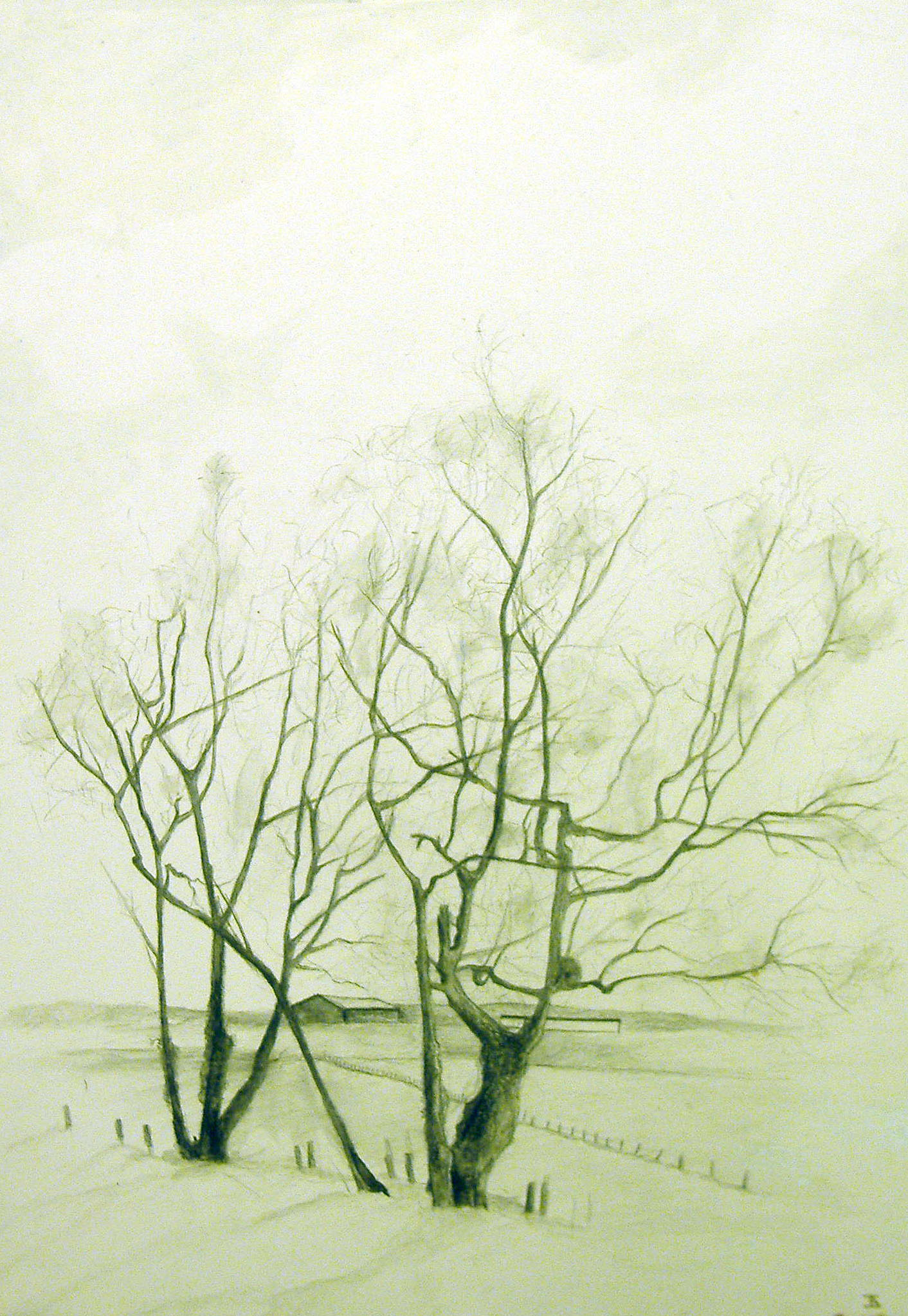 Tree Drawing